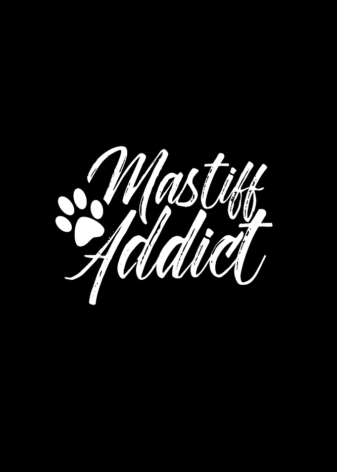 Mastiff English Dog