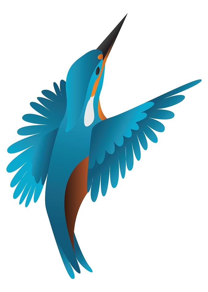 kingfisher bird 02