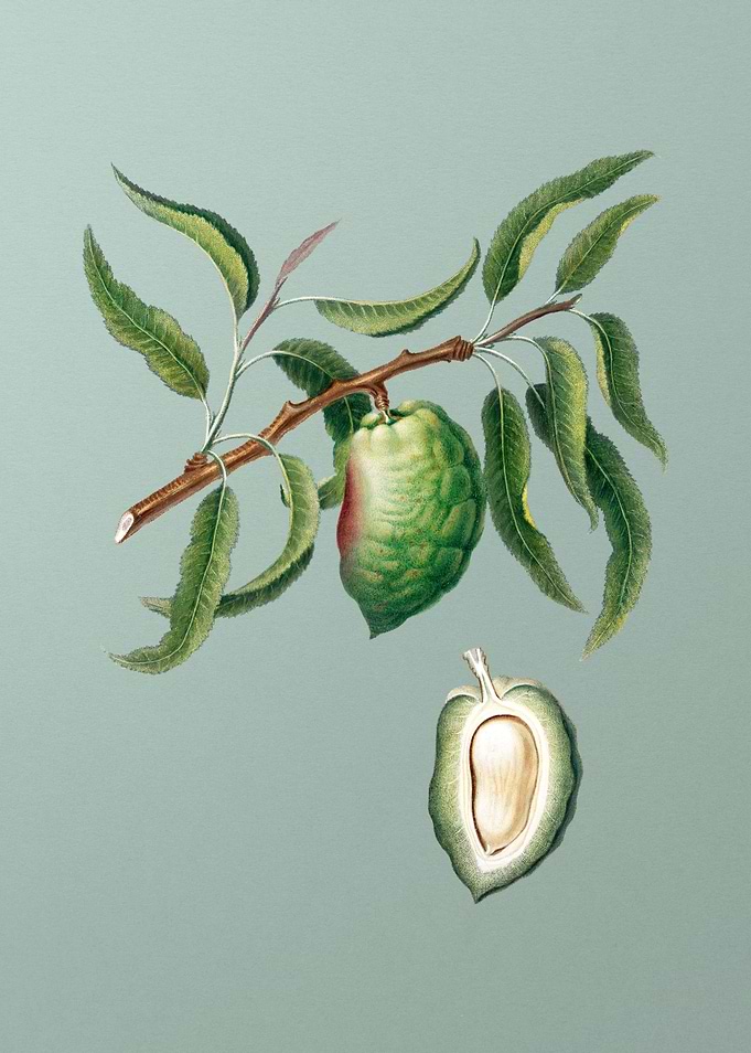 Vintage Almond Fruit Art