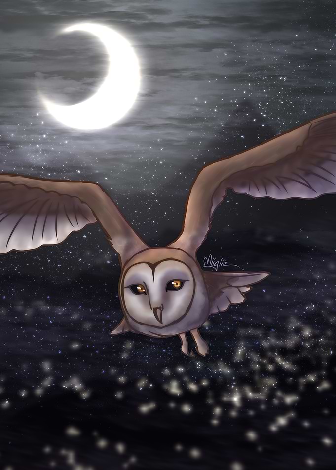 Owl Flying