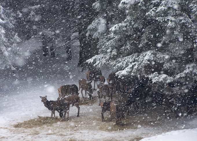 Winter fairtale snowy view