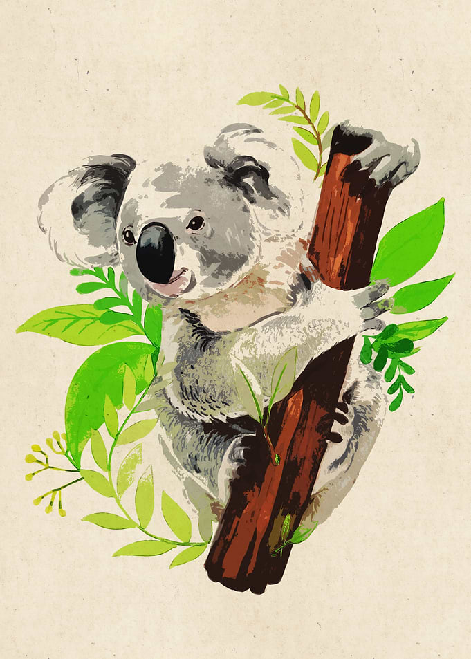 koala