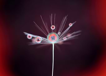 Poppy drops