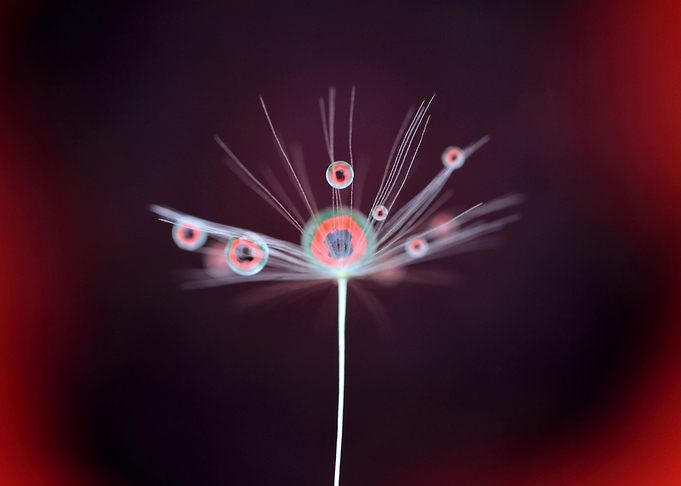 Poppy drops