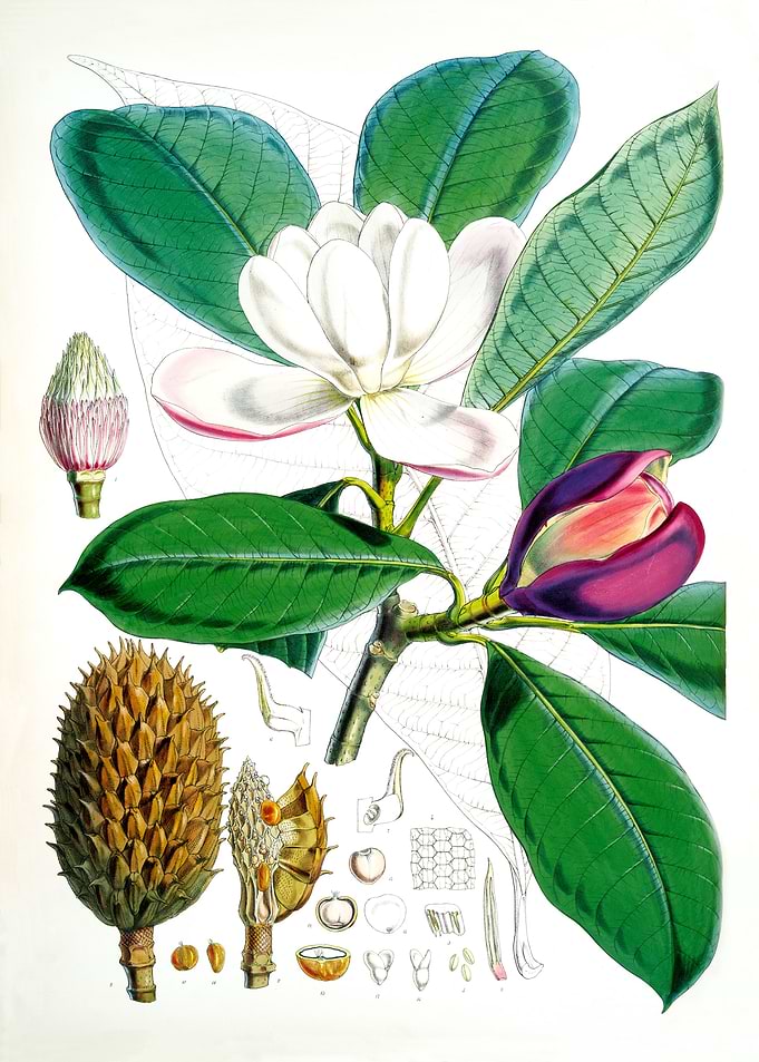 Talauma Hodgsoni