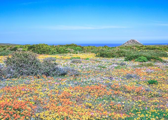 Flower season Cape Town