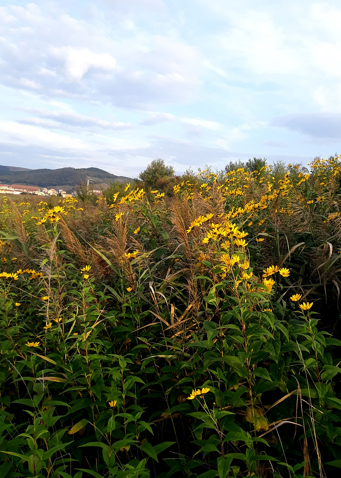 Sunny field