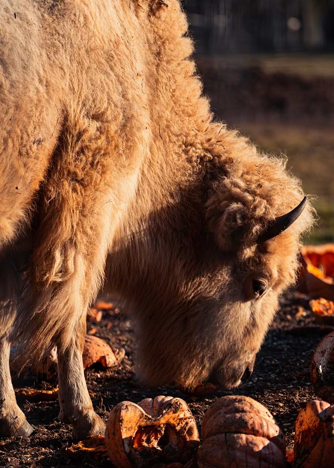 brown eat bison