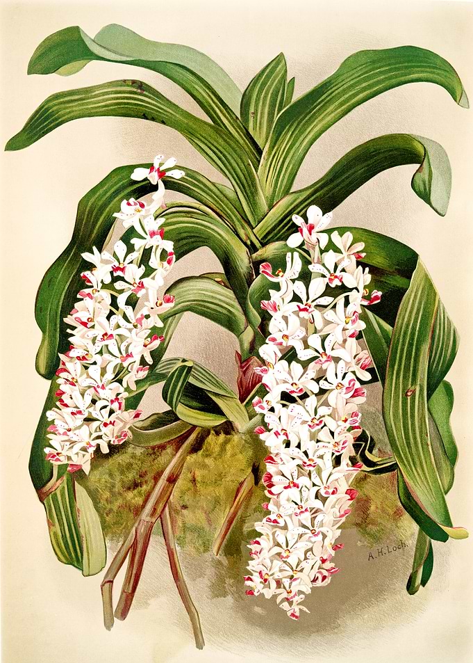 Saccolabium giganteum