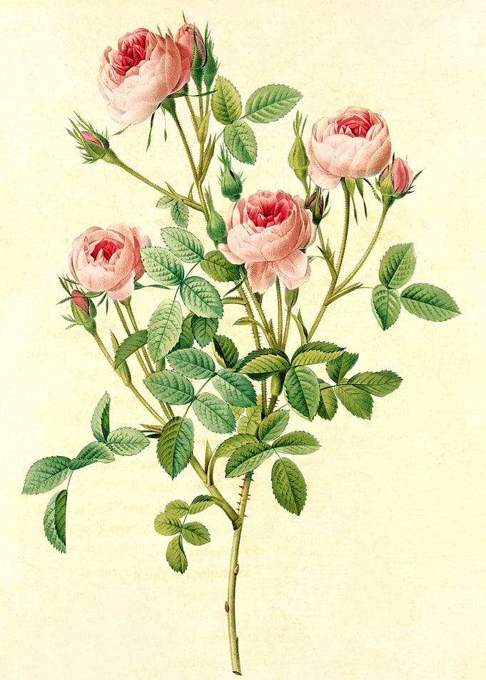 Rosier Pompon