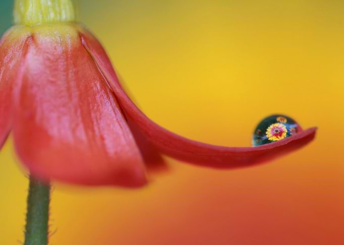 damocles