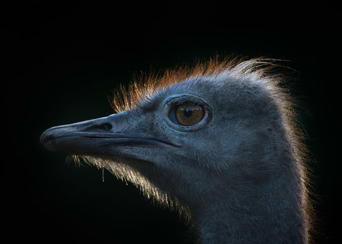 Ostrich