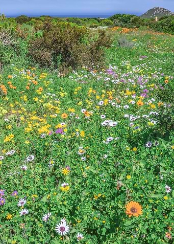 Flower season Cape Town