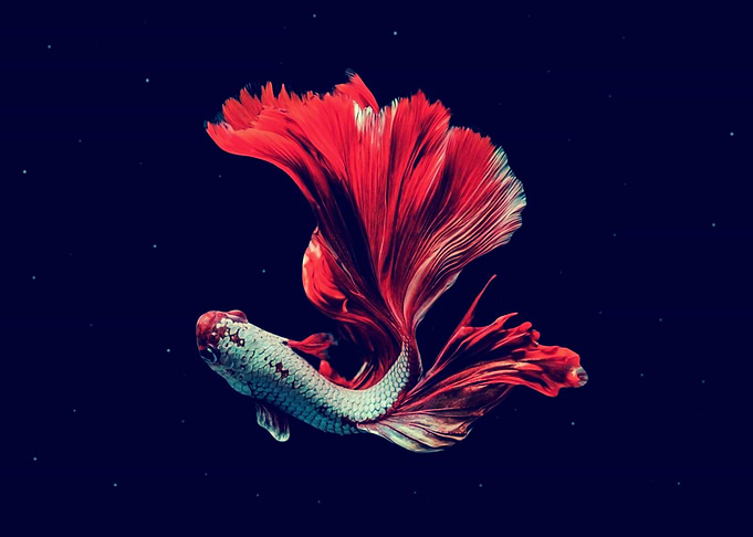 Fighting fish