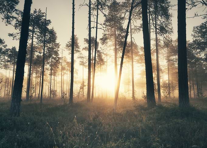 The Secret Forest