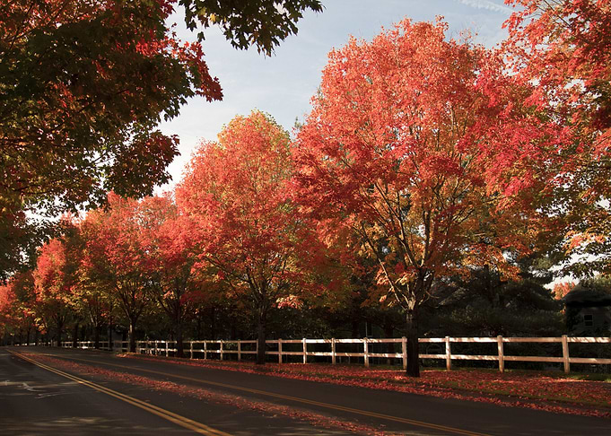 autumn trees