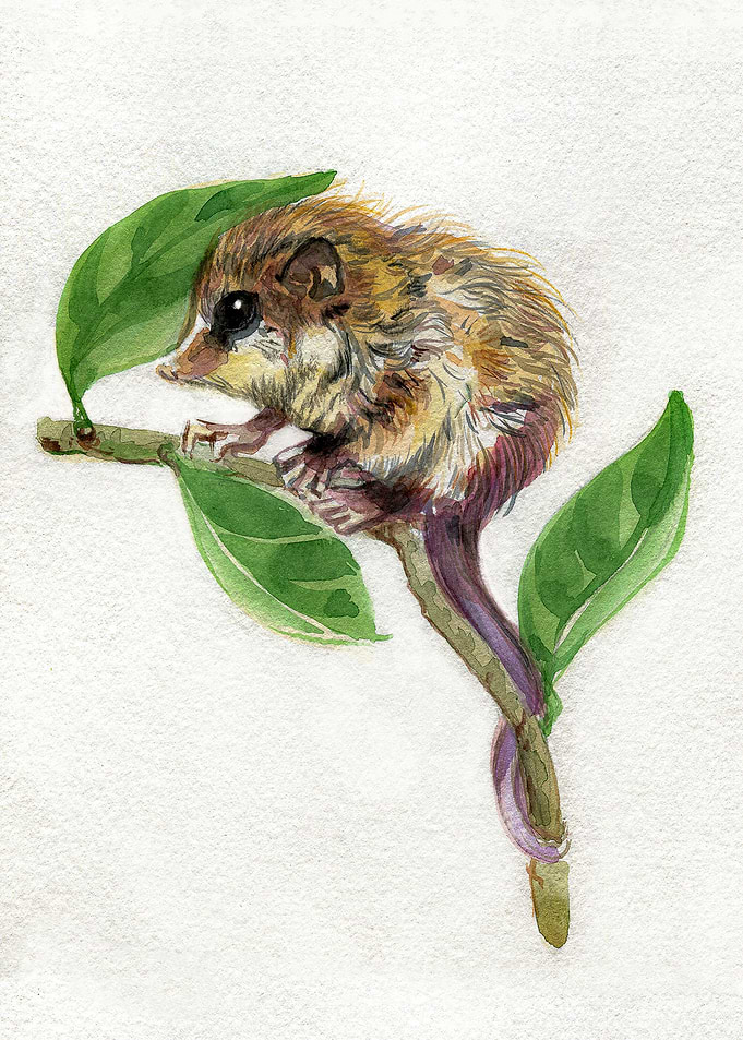 Monito del monte
