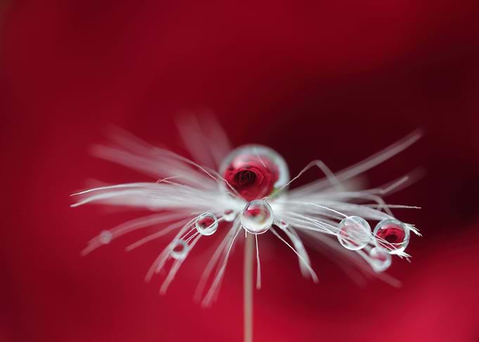 A drop of rose