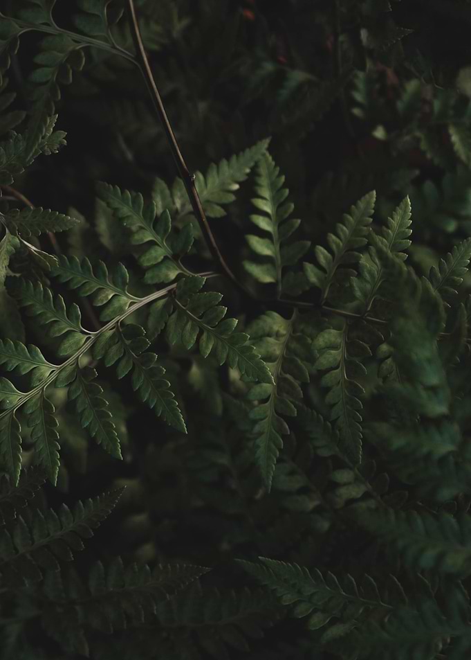 Green leaves