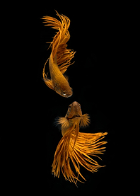 Two Golden Fish
