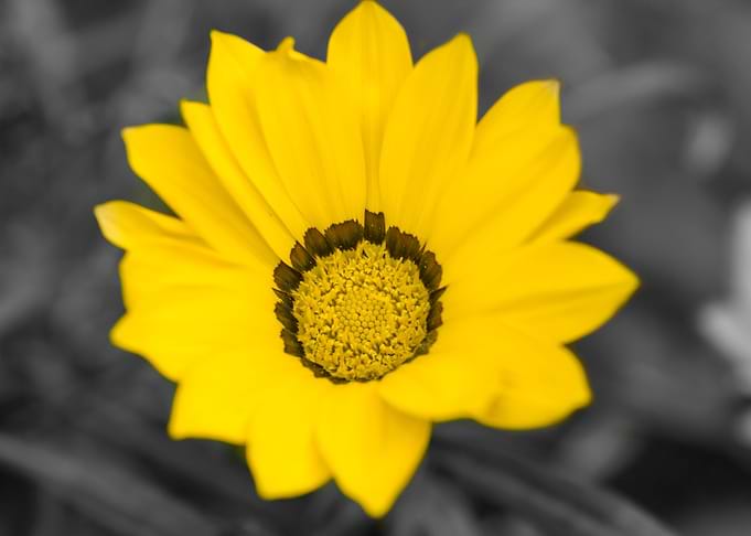 Yellow Daisy