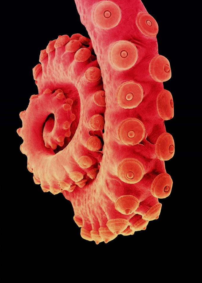 Octopus tentacle