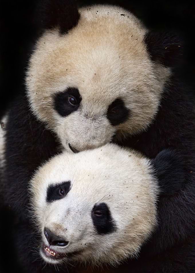 Panda Friends