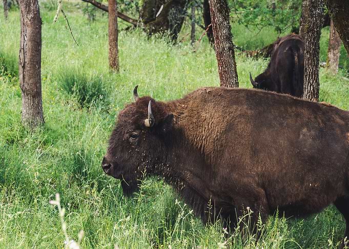 green bison brown