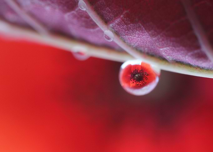 Poppy dream