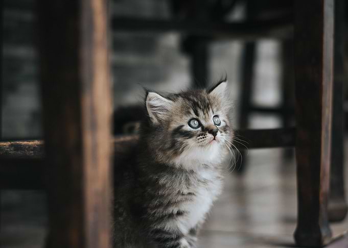 animals pets wild animals