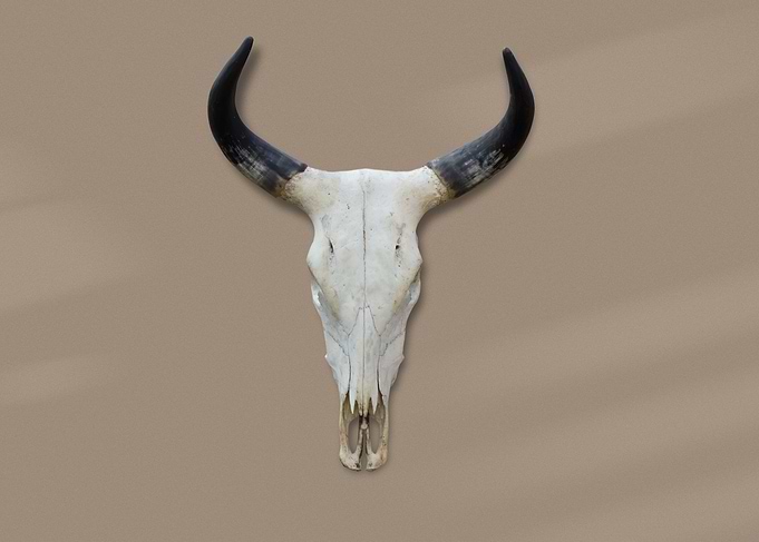 Boho Skull