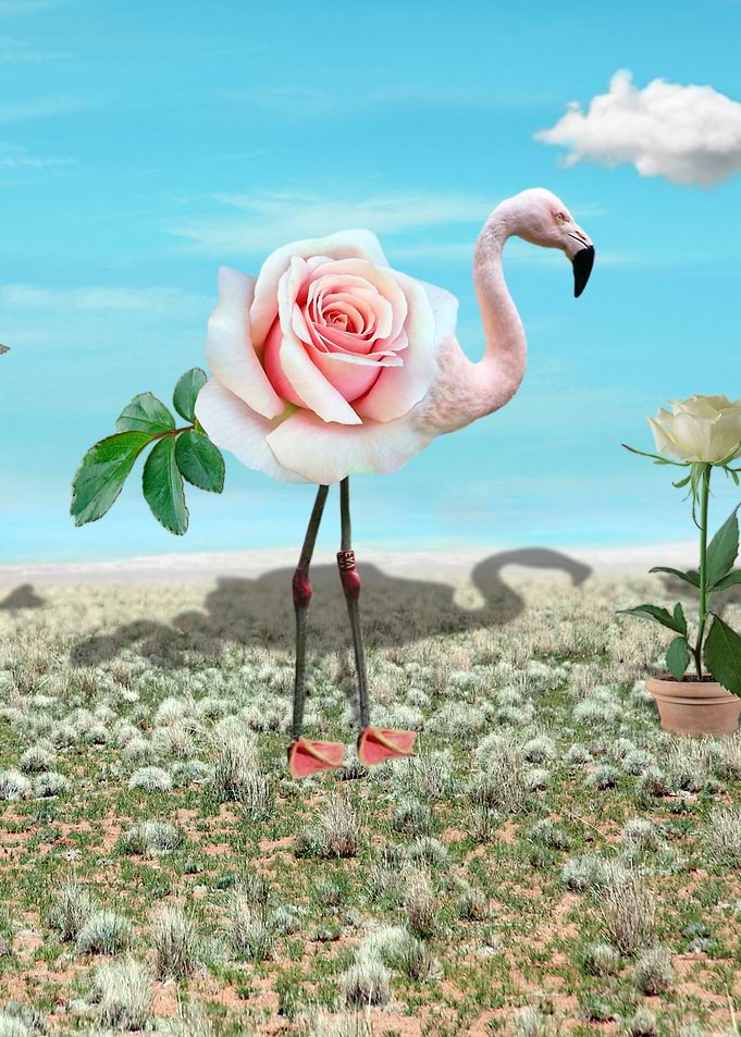 Flamingo