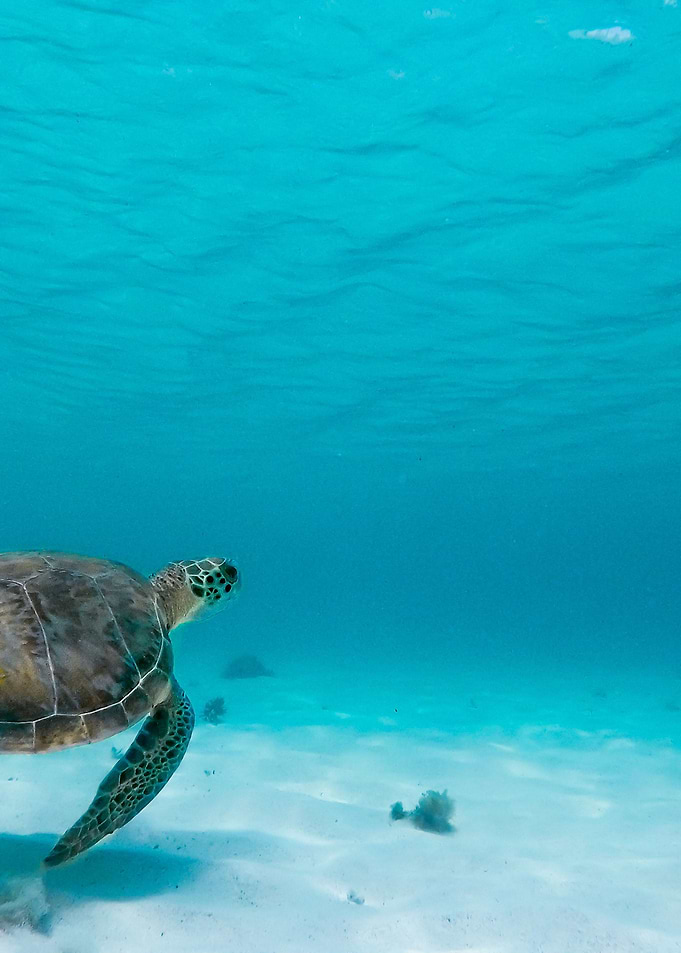 Turtle swim