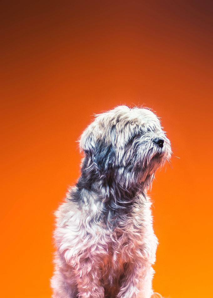 Pooch