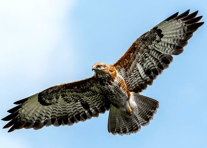 Eagle in the Sky