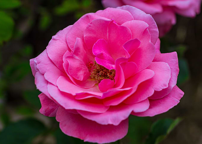 Beautiful Flower