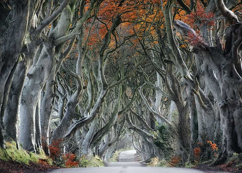Autumn forest road Italy