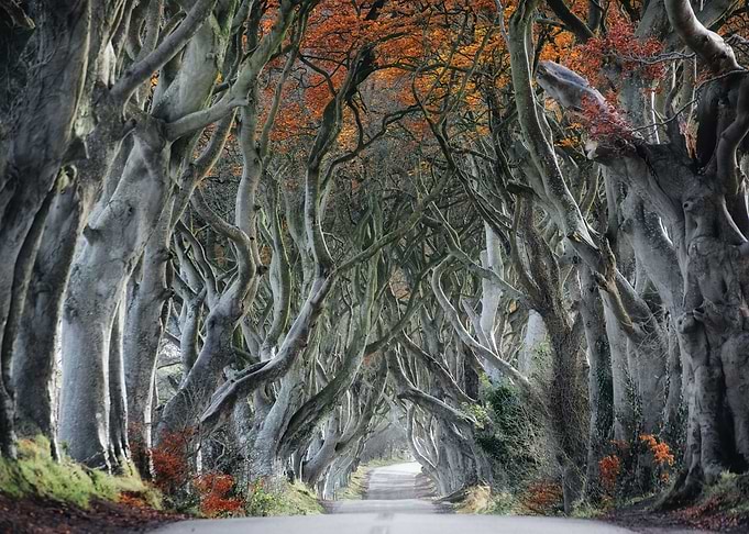 Autumn forest road Italy