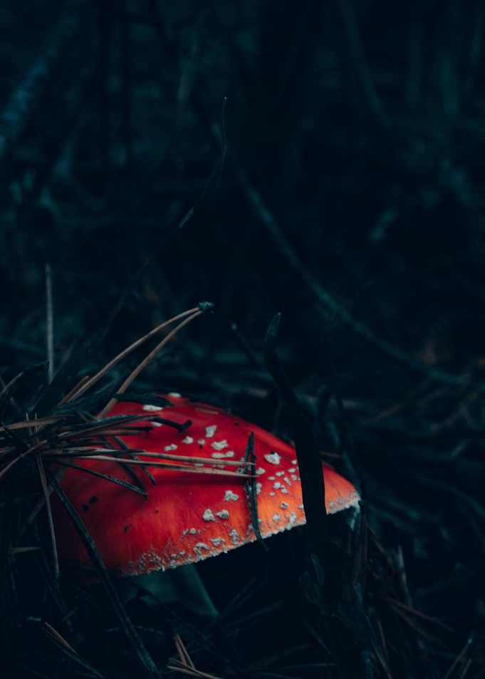The Mushroom