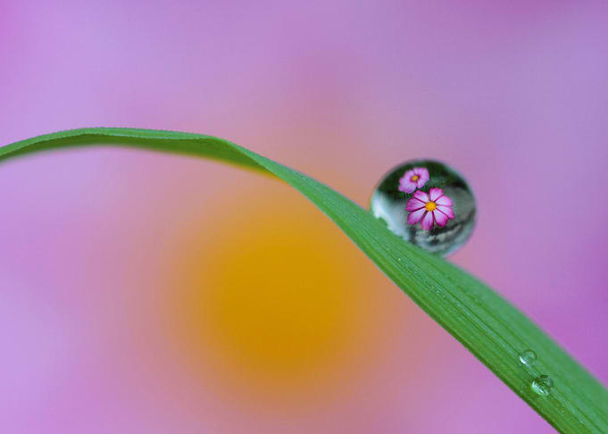 Flower drop