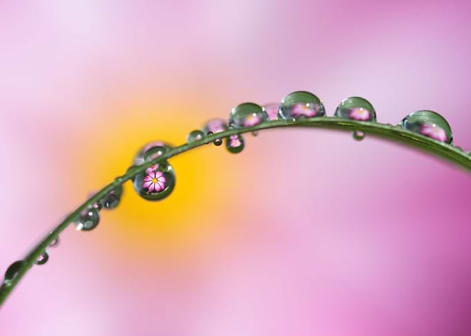 Little flower