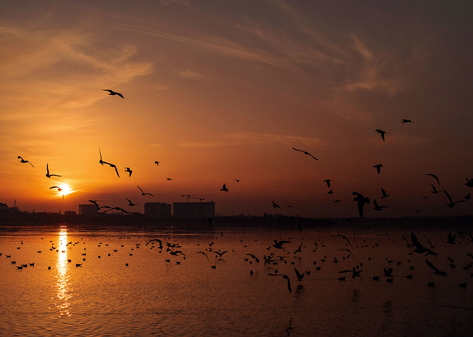 Birds in the sunset