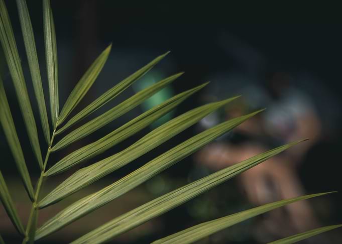 Leaves