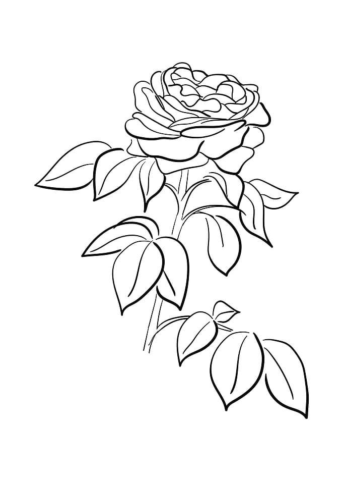 Hand drawn Rose flower 01