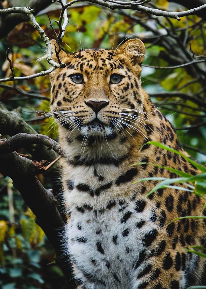 Beautiful Amur Leopard
