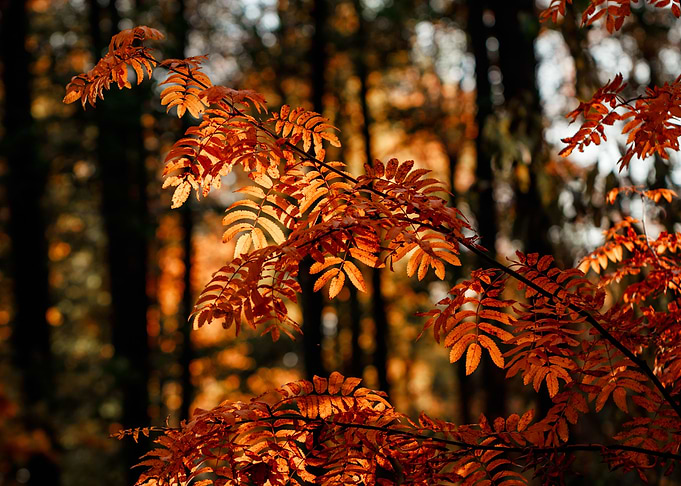 Autumn forest tree nationa