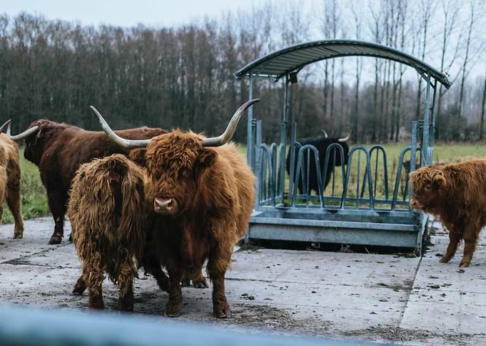 cloud brown bison