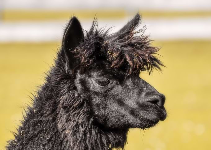 animals pets wild animals