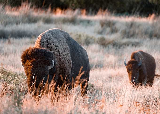 orange bison