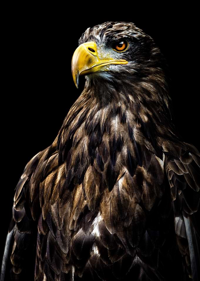 Proud Eagle